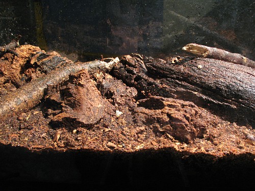 Emperor scorpion terrarium, side view.