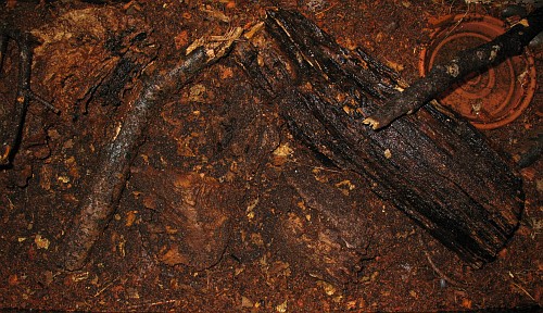 Emperor scorpion terrarium, top view.