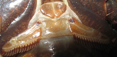 Close-up of the genital operculum of a female Pandinus imperator.