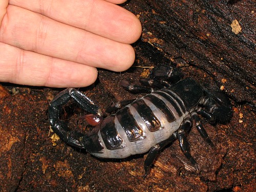 The adult female Pandinus imperator in its terrarium, next to my hand.