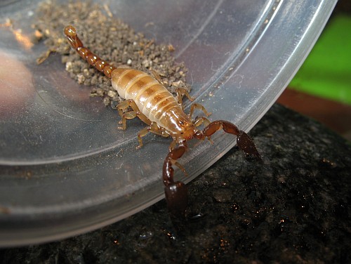 Releasing the scorpion in its new enclosure.