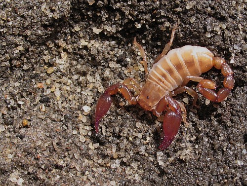 Adult female Diplocentrus bereai in man made burrow.