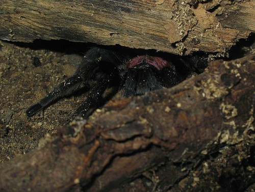 Cyclosternum fasciatum hiding under a piece of wood (left section).