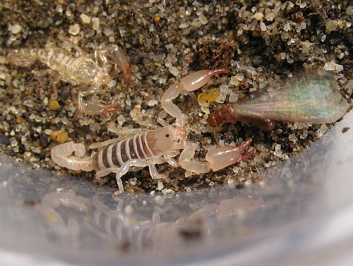 Juvenile Diplocentrus bereai and termite.