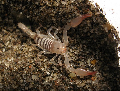 Juvenile Diplocentrus and its uncovered burrow.