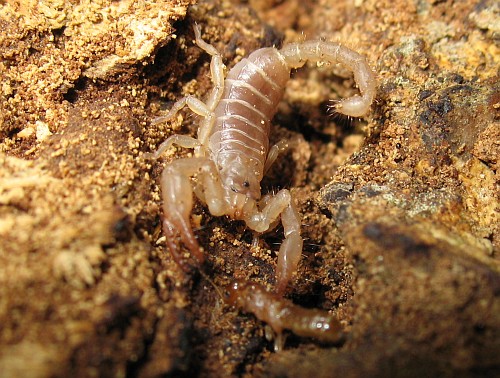 Juvenile Diplocentrus melici holding a dry-wood termite.