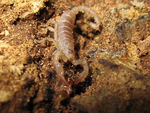 Juvenile Diplocentrus melici holding a dry-wood termite by its head.