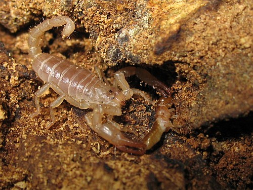 Juvenile Diplocentrus melici holding a dry-wood termite.