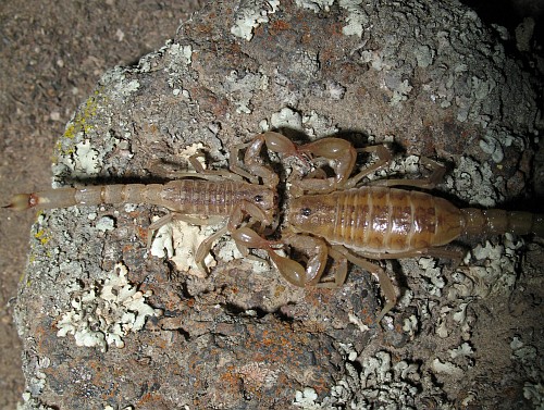 Top view of the dancing scorpions (male left).
