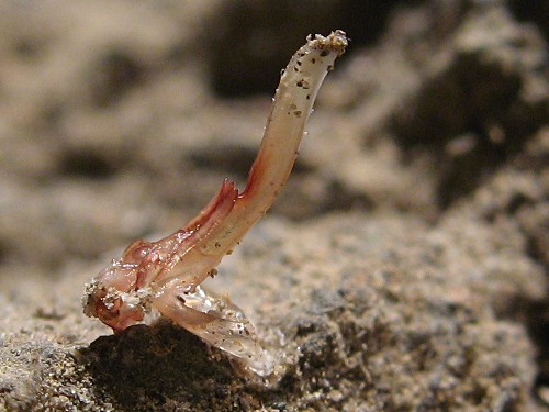 Close-up of the spermatophore (Vaejovis punctatus).