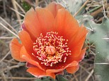 Close-up of an orange prickly pear cactus flower