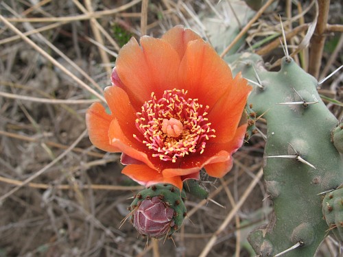 Close-up of an orange prickly pear cactus flower (Opuntia species).