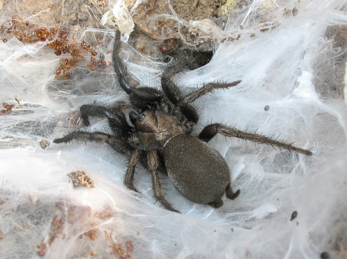 Funnel-web tarantula (Euagrus species).