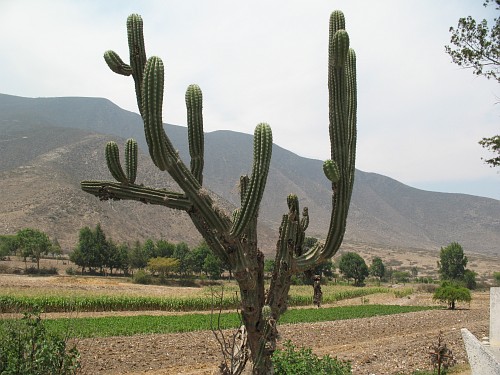 A large cactus growing at the edge of the local cemetery.