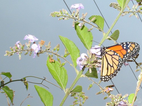 A monarch butterfly (Danaus plexippus).