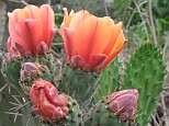Prickly pear cactus with orange flowers