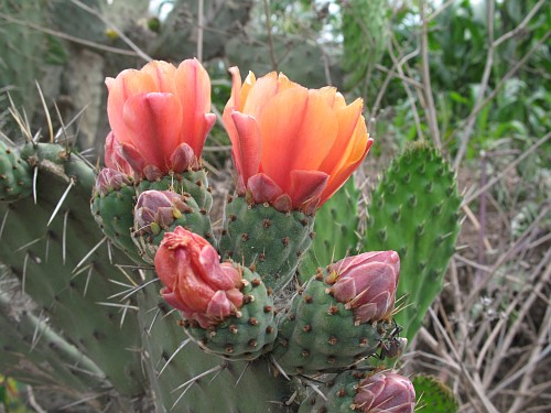 Prickly pear cactus with orange flowers (Opuntia species).