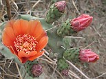 Prickly pear cactus with an orange flower and several flower buds