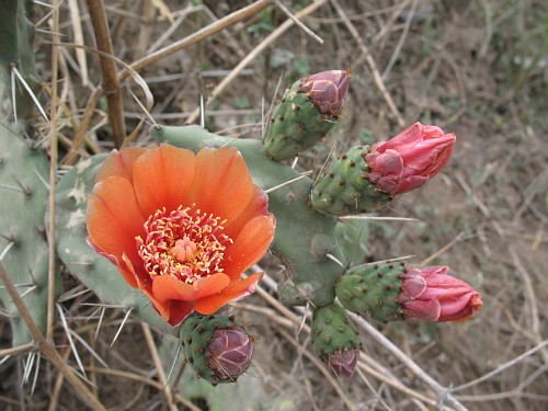 Prickly pear cactus with an orange flower and several flower buds (Opuntia species).