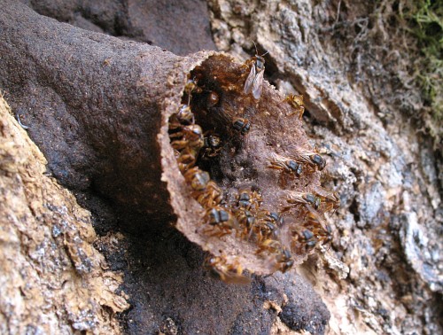 A bee's nest glued to a tree.