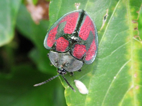 A beetle with two tiny flies resting near its head.