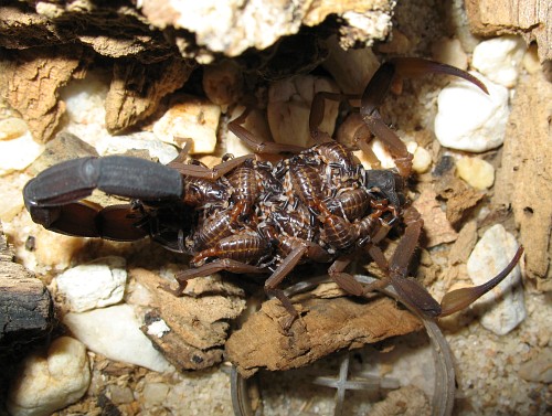 Female Centruroides flavopictus with babies on her back.