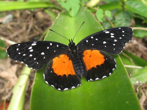 A Crimson Patch (Chlosyne janais) resting on a leaf.