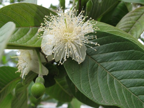 Guava flowers.