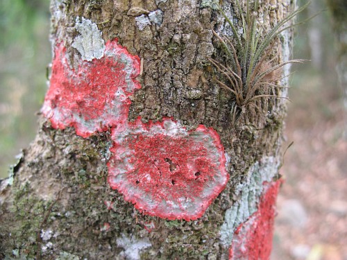 Lichens on a tree.