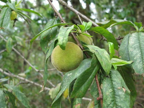 A peach tree with fruit.