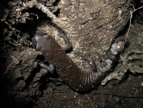 Salamander "Tlaconete" and its microhabitat.