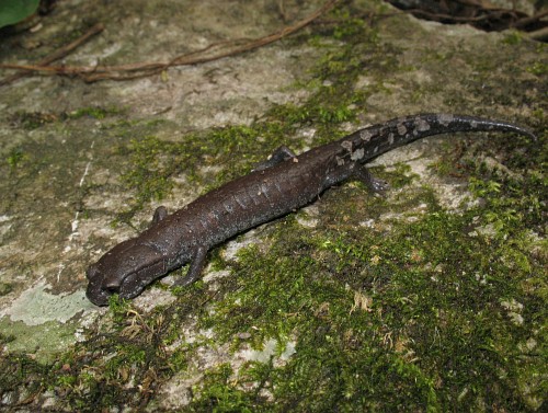 Salamander "Tlaconete" on a moss covered stone.