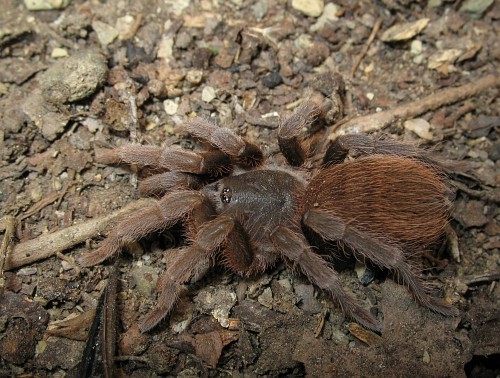 A juvenile tarantula spider.