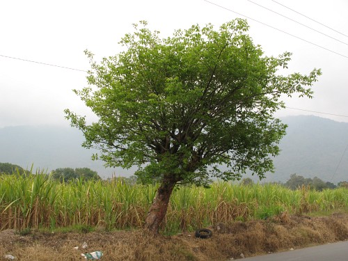 A tree in front of a sugarcane field near Rafael Delgado.