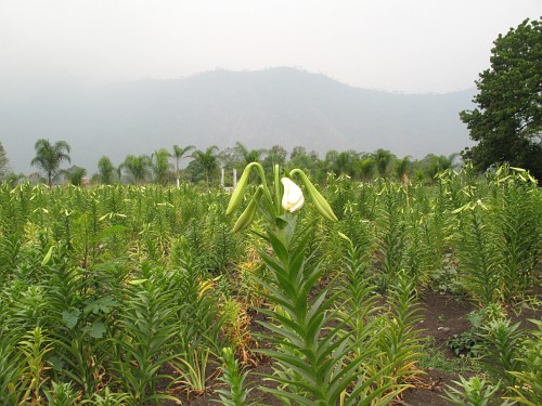 White lilies growing in a field near Rafael Delgado.