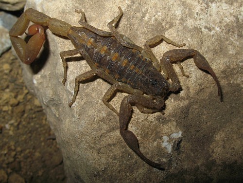 Adult male Centruroides orizaba in its terrarium.