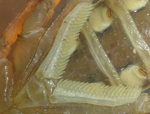 Pectines of a male Centruroides orizaba (tooth count: 21).