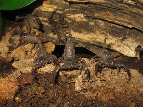 Pandinus imperator juveniles in front of their mother's burrow.