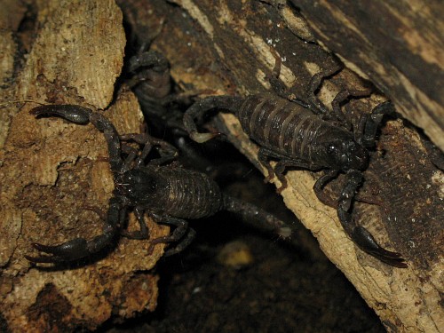 The emperor juveniles prowling near the burrow entry