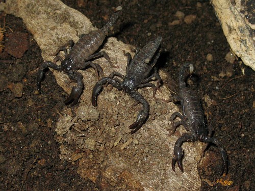 Three baby scorpions on the look-out on top of a piece of wood.