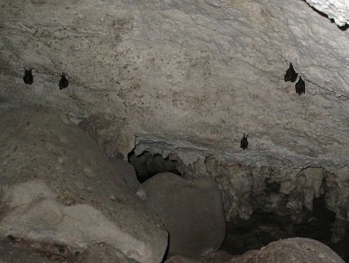 Several bats hanging upside down in the cave near Pinoltepec.