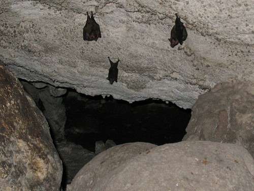 Three bats hanging upside down in the cave near Pinoltepec.