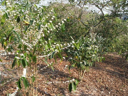 Flowering coffee plants on the slope of a canyon near Pinoltepec.