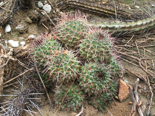 A small group of cactuses.