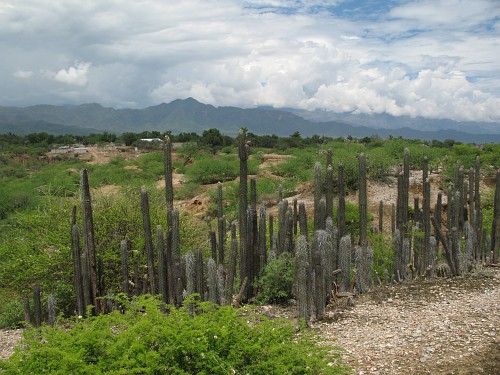 A group of cactuses. In the background the Sierra Madre Oriental.