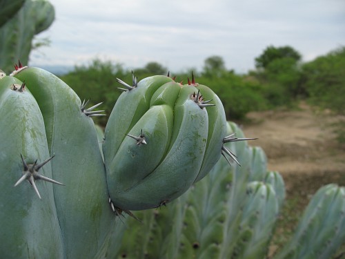 Close-up of a young cactus stem of a beautiful cactus species.