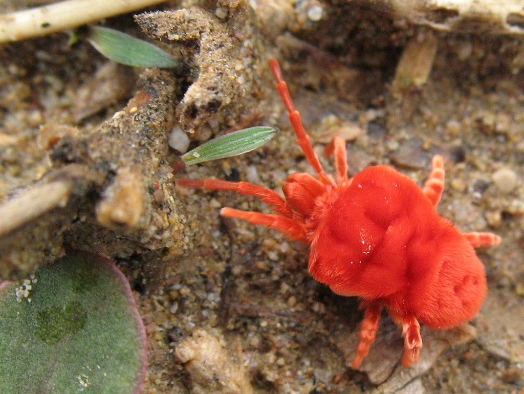 Close-up of a velvet mite (family Trombidiidae).