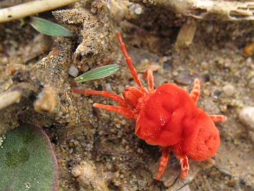 Close-up of a velvet mite (family Trombidiidae).