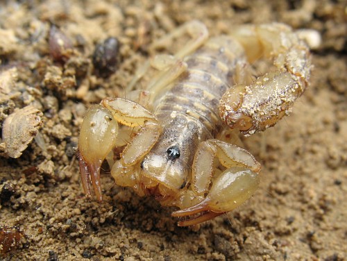Close-up of a scorpion (Vaejovis species).