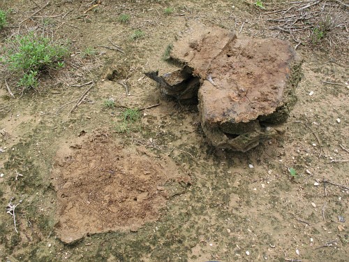 Exposed scorpion burrow (Vaejovis sp.) and microhabitat.